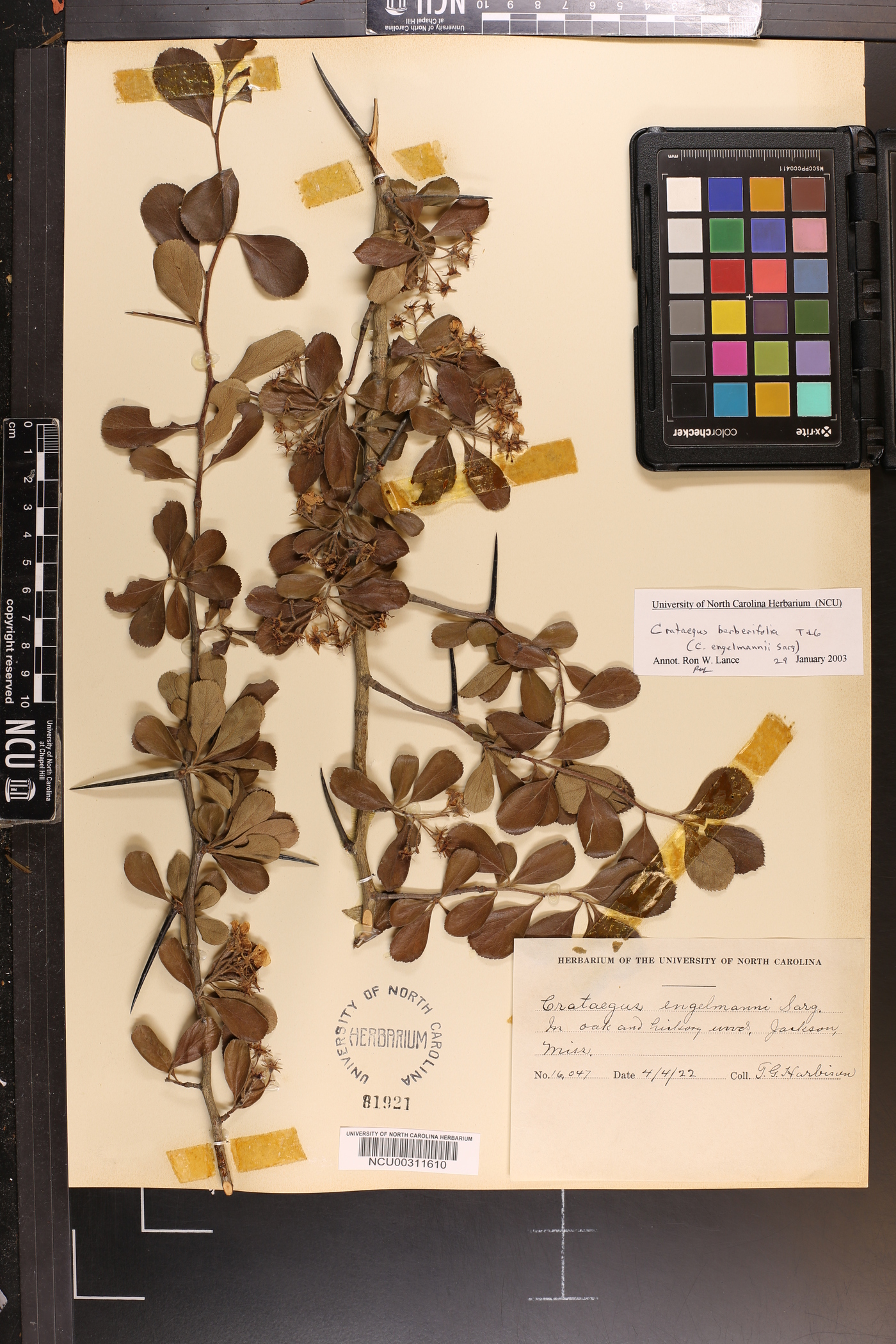 Crataegus berberifolia image