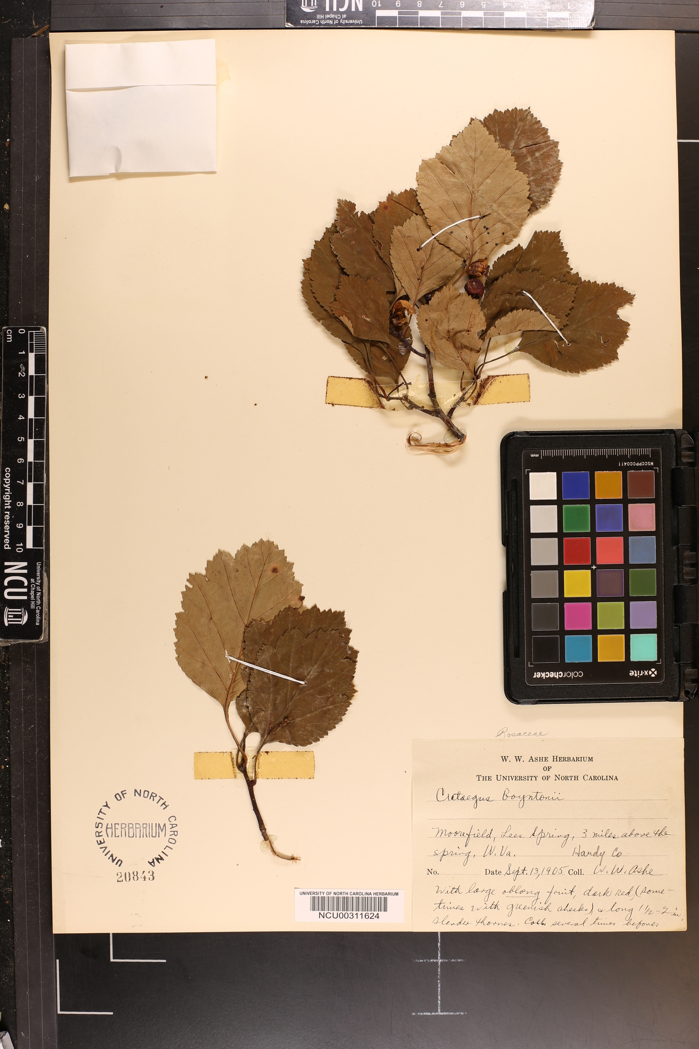 Crataegus boyntonii image