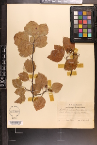 Crataegus boyntonii image