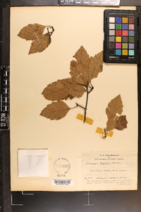 Crataegus boyntonii image