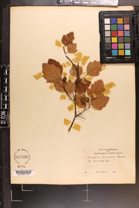 Crataegus boyntonii image