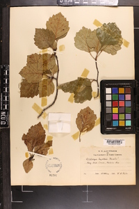 Crataegus boyntonii image