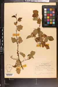 Crataegus boyntonii image