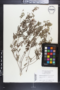 Tephrosia hispidula image