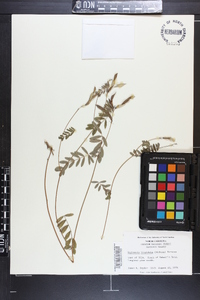 Tephrosia hispidula image