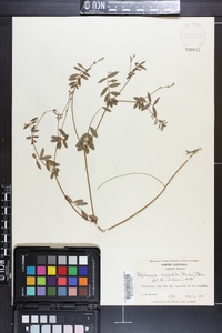 Tephrosia hispidula image