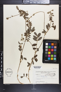 Tephrosia spicata image