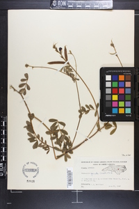 Tephrosia spicata image