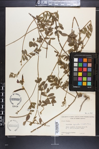 Tephrosia spicata image