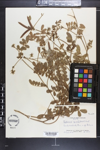 Tephrosia spicata image