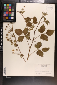 Rubus flagellaris image