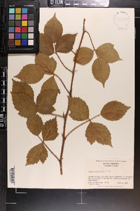 Rubus flagellaris image