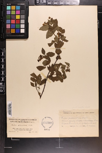 Rubus flagellaris image