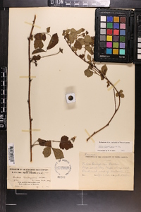 Rubus flagellaris image