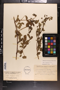 Rubus flagellaris image