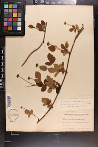 Rubus flagellaris image