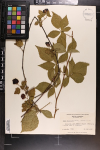 Rubus flagellaris image