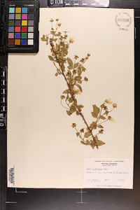 Rubus flagellaris image