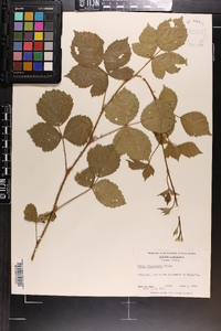 Rubus flagellaris image