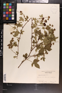 Rubus flagellaris image