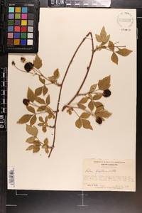 Rubus flagellaris image