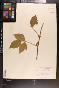 Rubus flagellaris image