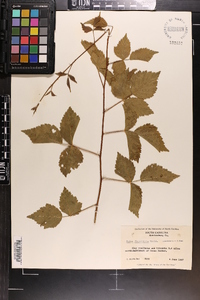 Rubus flagellaris image