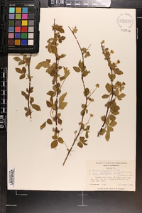 Rubus flagellaris image