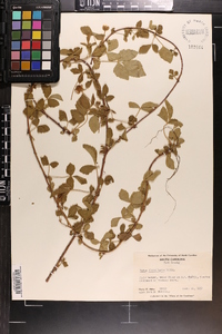 Rubus flagellaris image