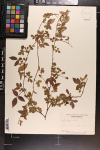 Rubus trivialis image