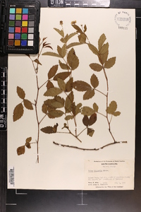 Rubus trivialis image