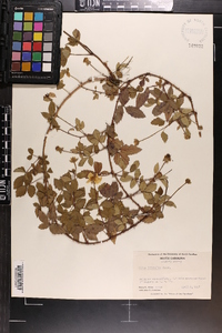 Rubus trivialis image