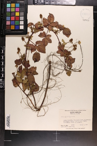 Rubus trivialis image