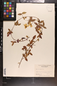 Rubus trivialis image