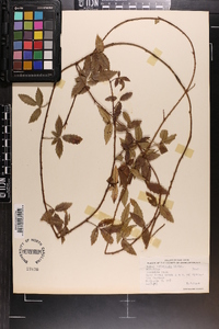 Rubus trivialis image