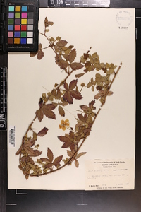 Rubus trivialis image