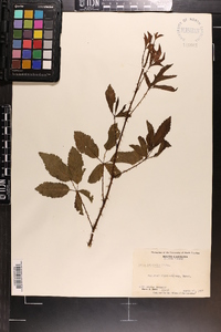 Rubus trivialis image