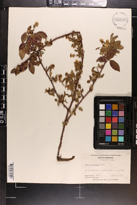 Rubus trivialis image