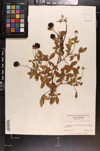 Rubus trivialis image