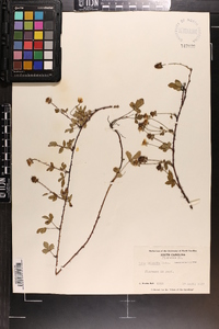 Rubus trivialis image