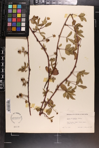 Rubus trivialis image