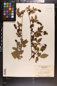 Rubus trivialis image