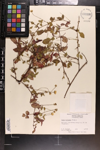 Rubus trivialis image