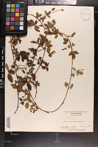 Rubus trivialis image