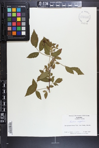 Rubus argutus image