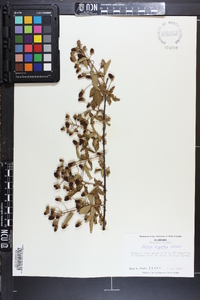 Rubus argutus image