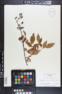 Rubus argutus image