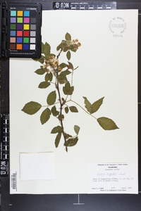 Rubus argutus image