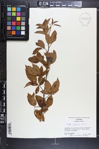 Rubus argutus image