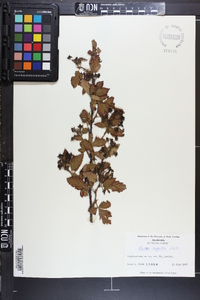 Rubus argutus image